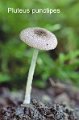 Pluteus punctipes-amf2124